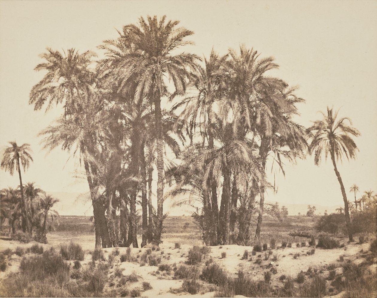 [Bosquet de palmiers dattiers vu du point A, Karnak] - Félix Teynard