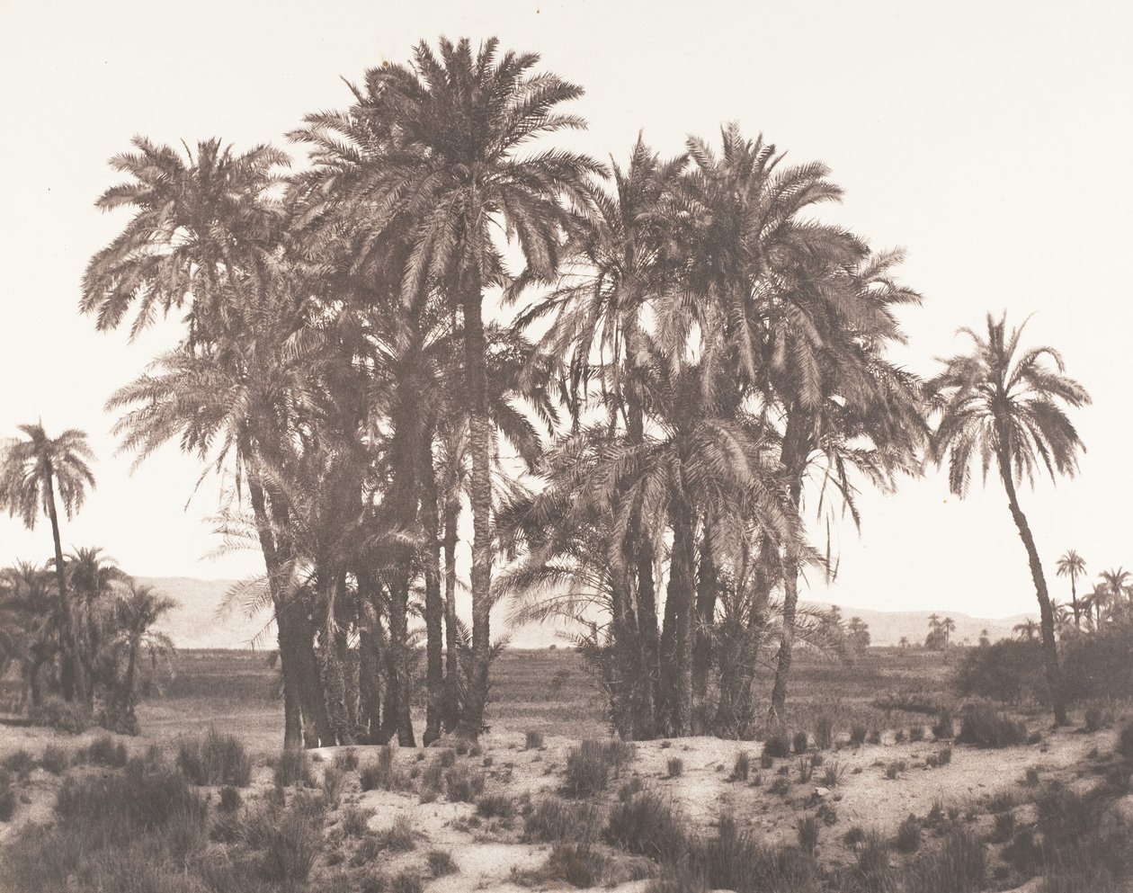 Karnak, Groupe de Dattiers Vu du Point A, 1851-52, imprimé 1853-54 - Félix Teynard