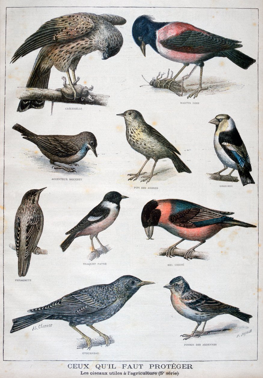 Oiseaux protégés et utiles à l