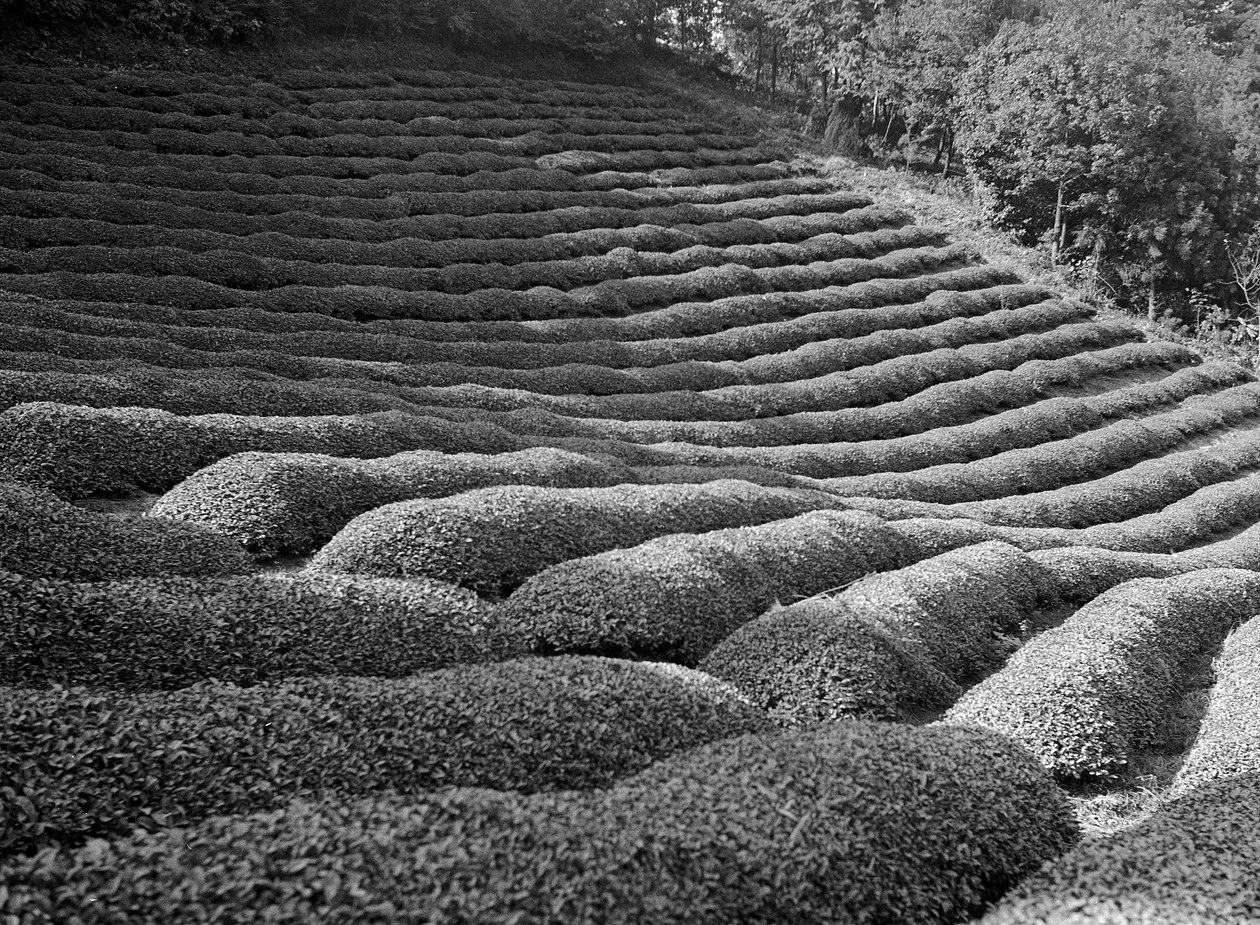 Région de Shizuoka, jardins de thé - Fosco Maraini