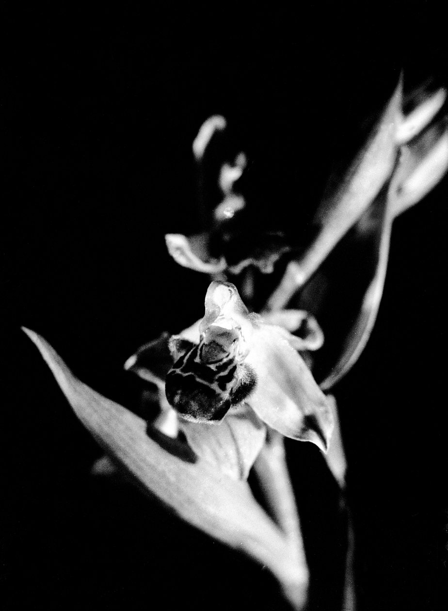 Orchidée sauvage (photo n/b) - Fosco Maraini