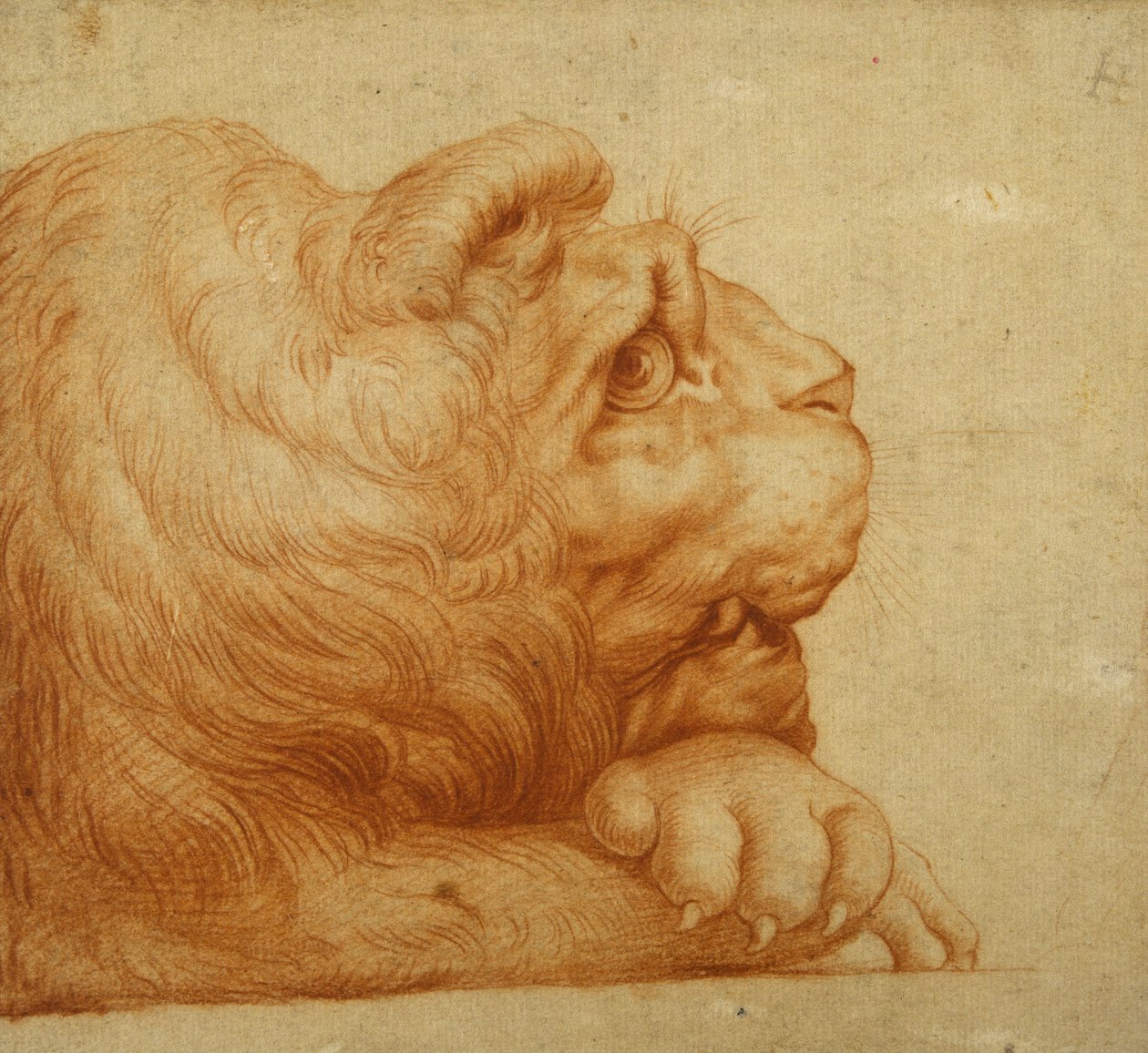 Tête de lion de profil - Francesco de Rossi Salviati Cecchino