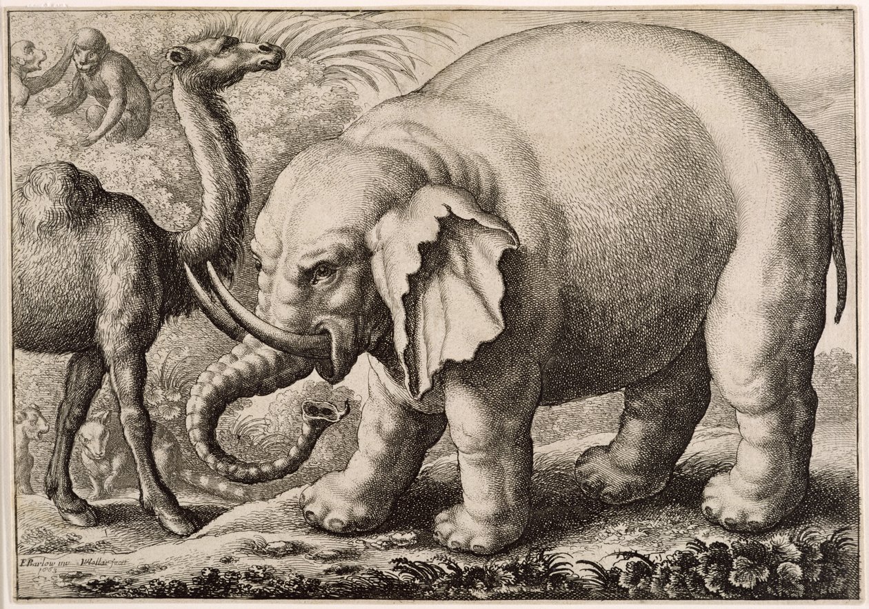 Un éléphant et un chameau, gravé par Wenceslaus Hollar (1607-77) 1663 - Francis Barlow