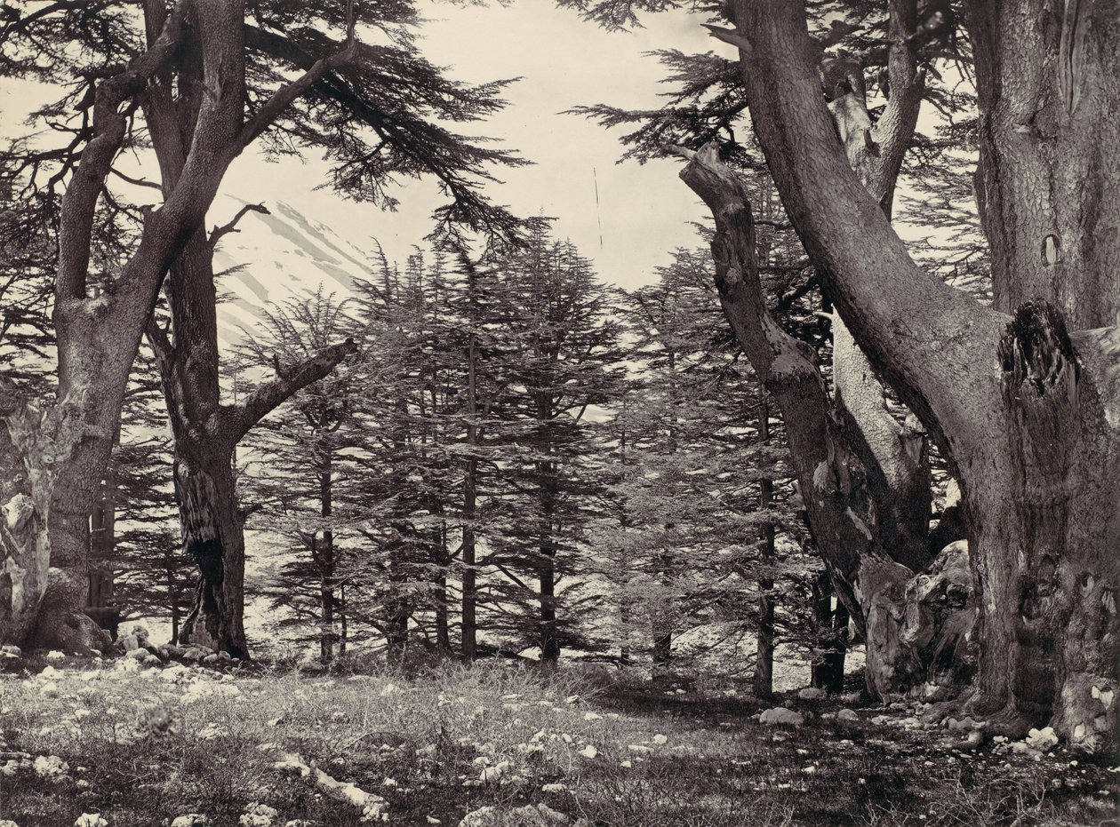 Cèdres du Liban, vers 1857 - Francis Frith