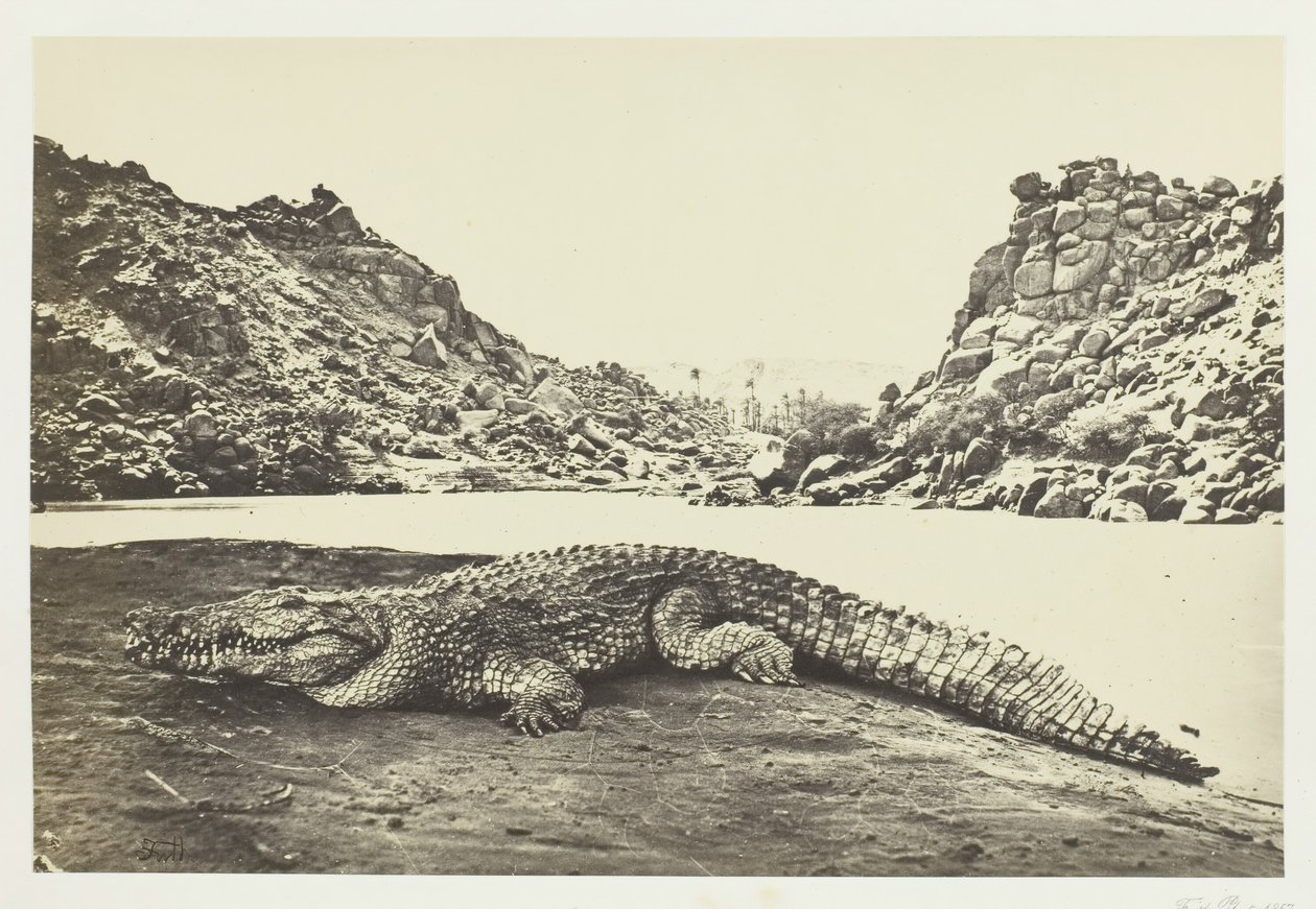 Crocodile sur un banc de sable, 1857 - Francis Frith