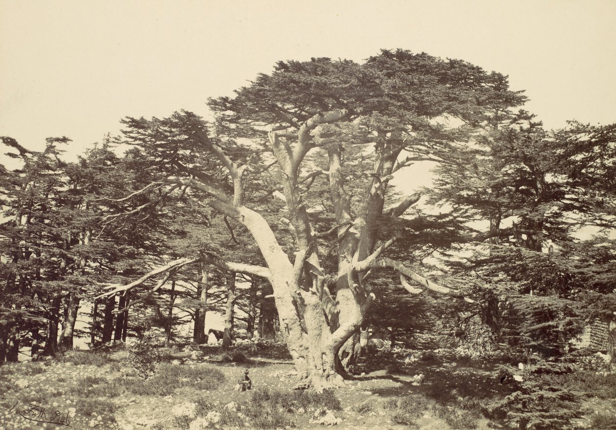 Le plus grand des cèdres, Mont Liban, 1857 - Francis Frith