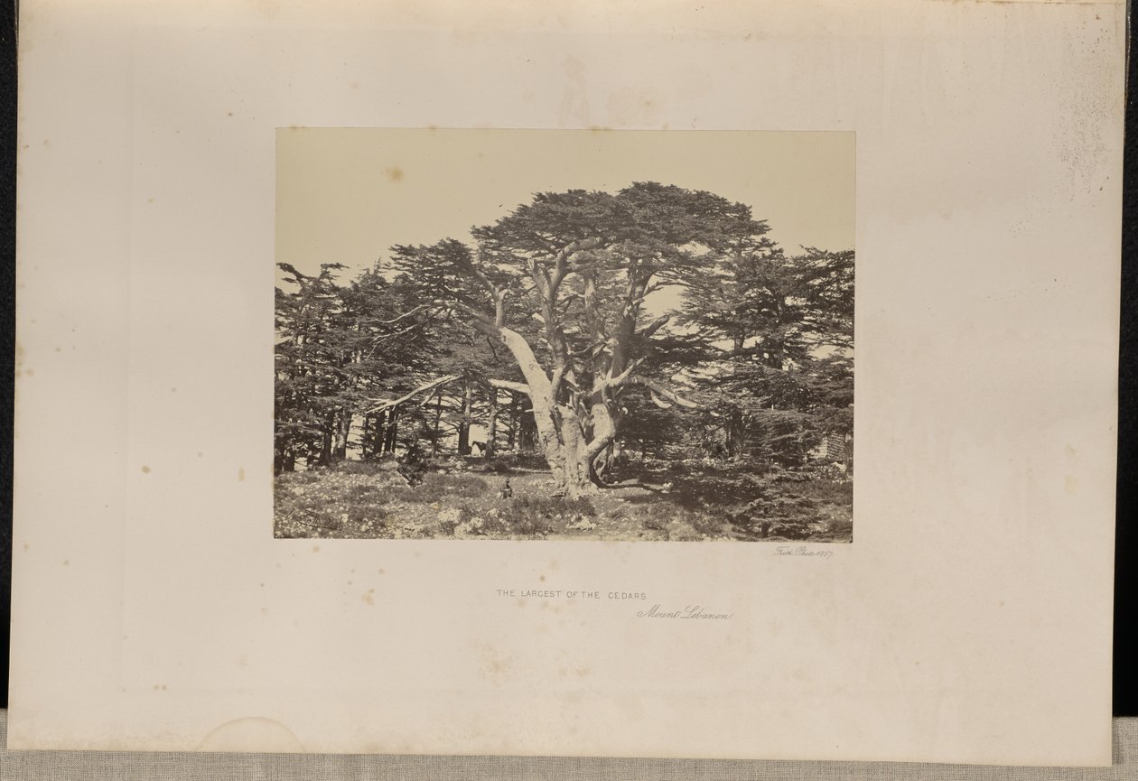 Le plus grand des cèdres, le Mont-Liban - Francis Frith