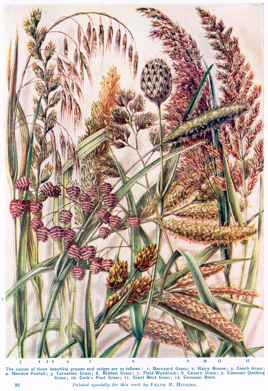Quelques belles herbes et traîneaux britanniques (lithographie couleur) - Francis Robert Hinkins