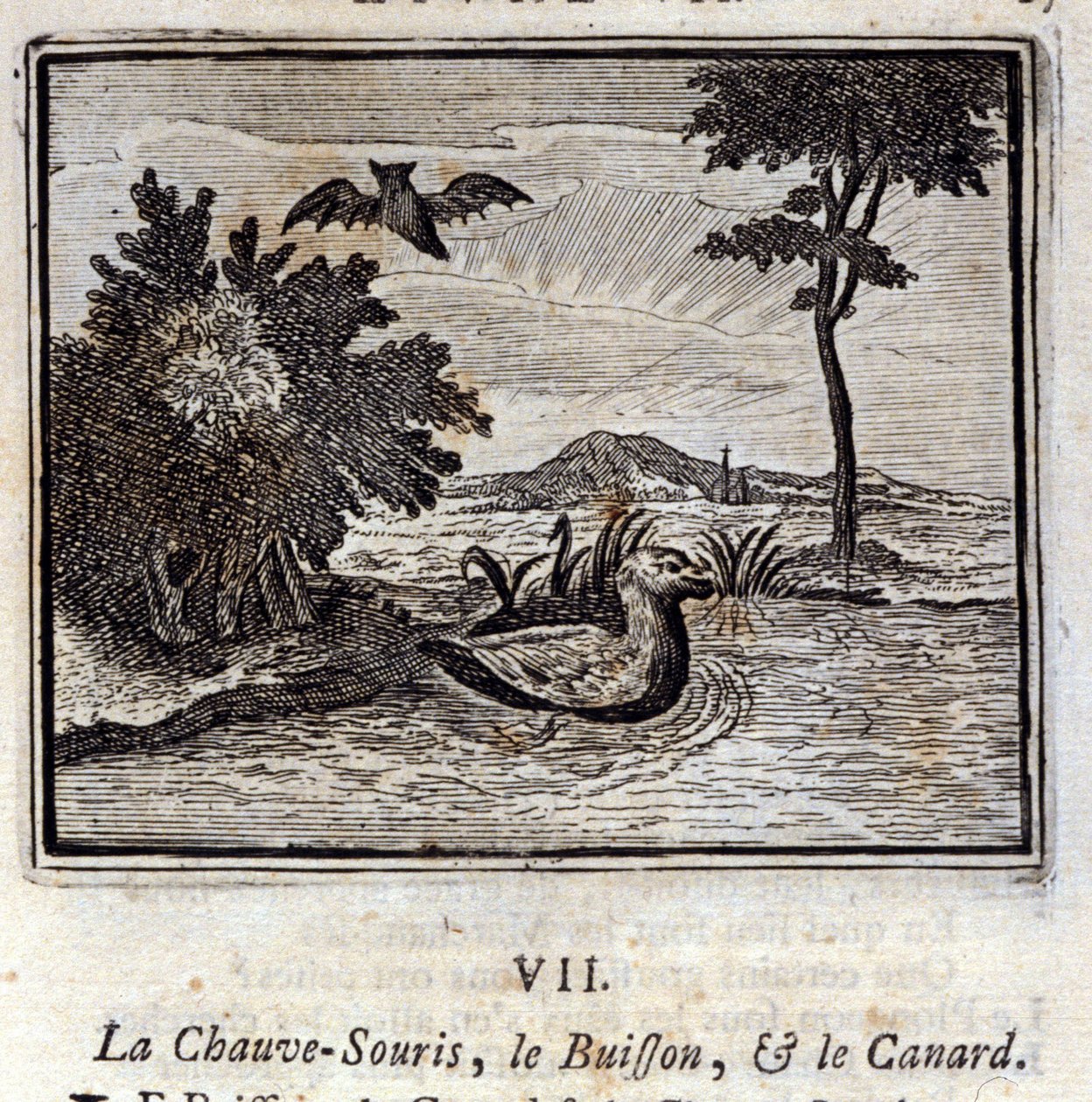 La chauve-souris, le buisson et le canard - Francois Chauveau