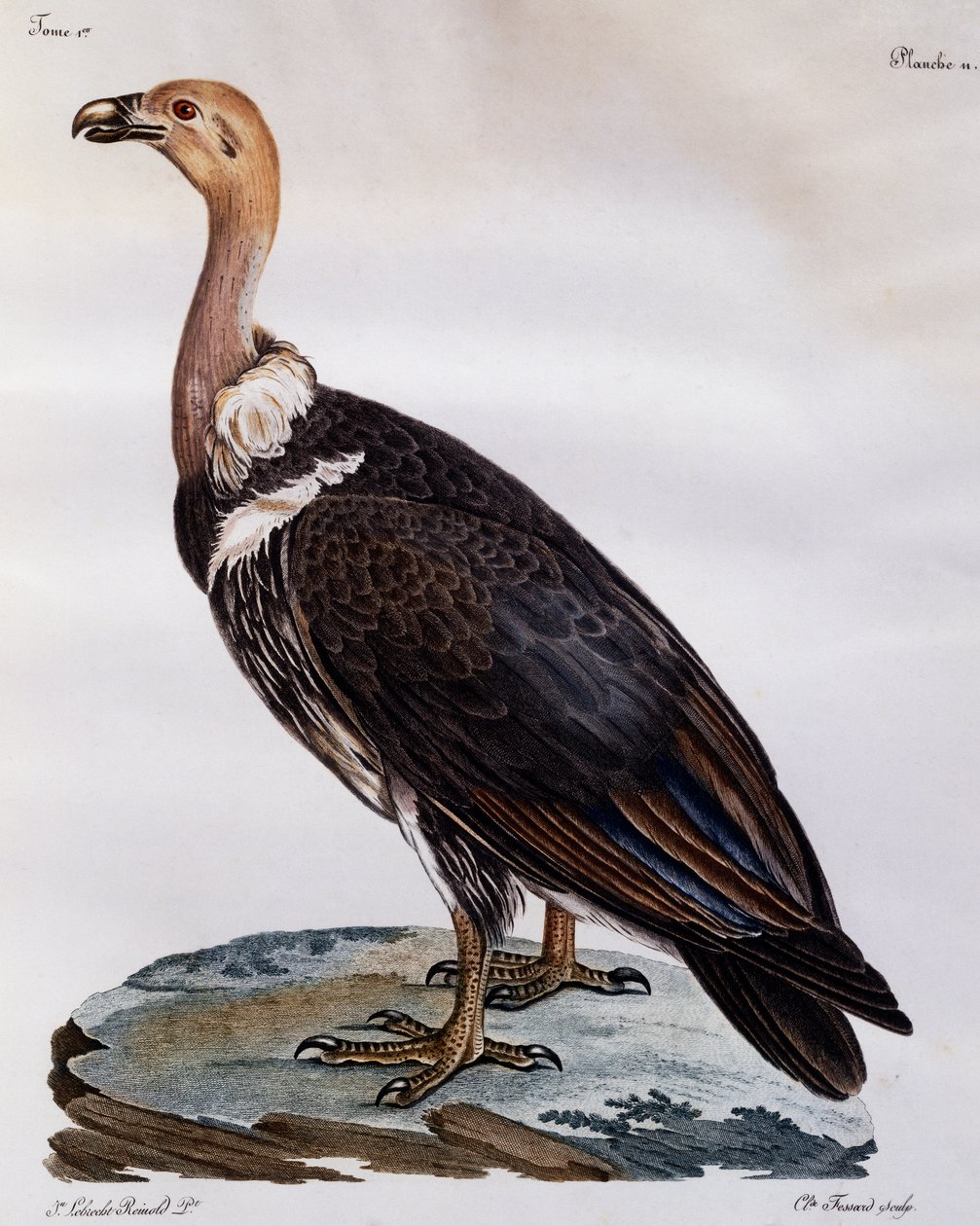 Vautour du Cap immature, gravure de Histoire Naturelle des Oiseaux d