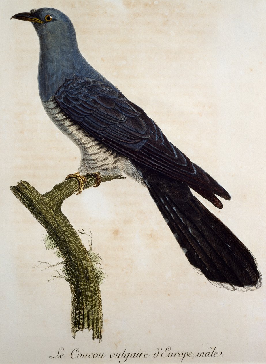 Coucou gris mâle (Cuculus canorus), gravure de Histoire Naturelle des Oiseaux d