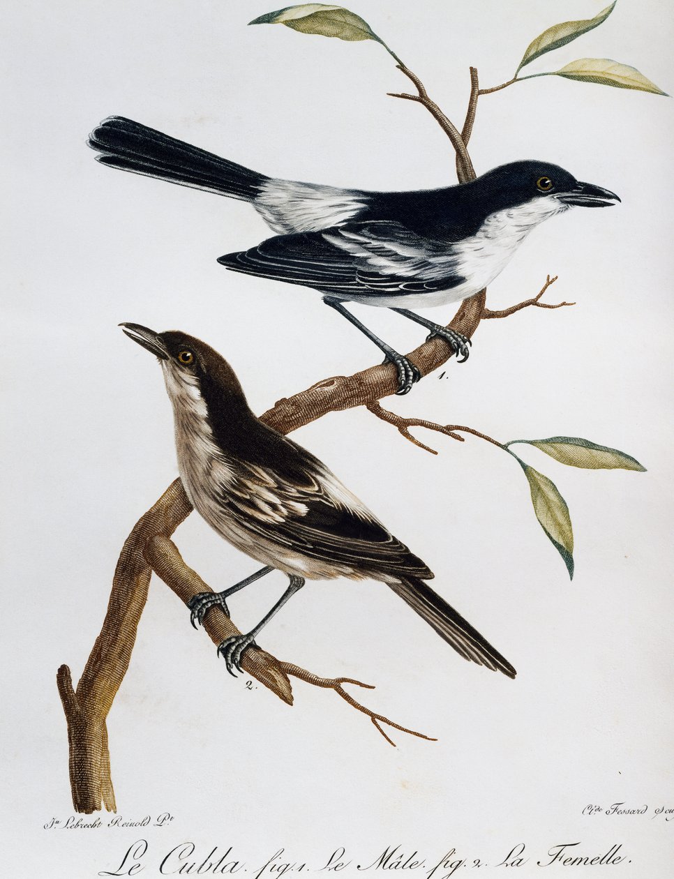 Mâle et femelle de Puffback à dos noir (Dryoscopus cubla), gravure de Histoire Naturelle des Oiseaux d