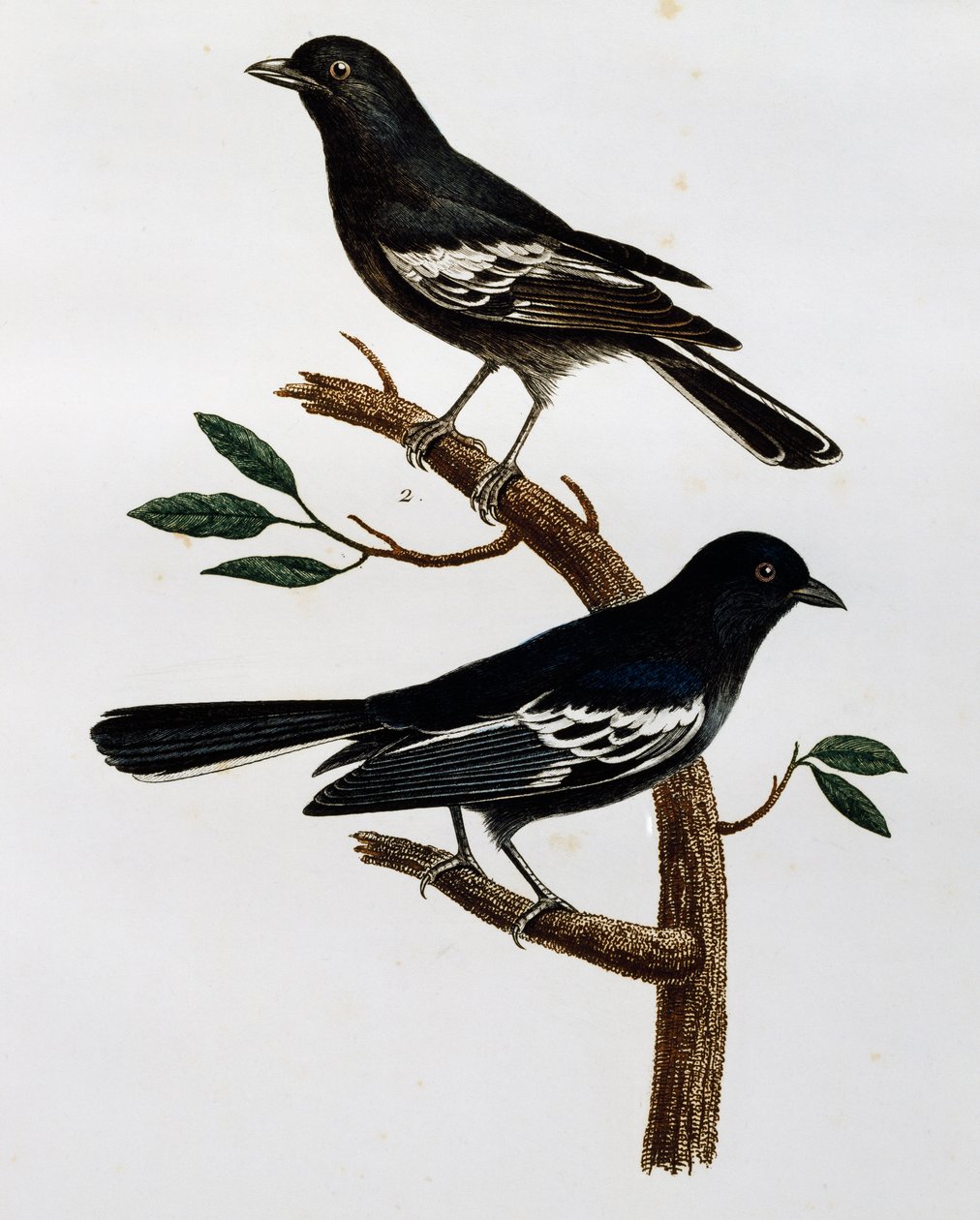 Mâle et femelle de Mésange noire (Parus niger), gravure de Histoire Naturelle des Oiseaux d