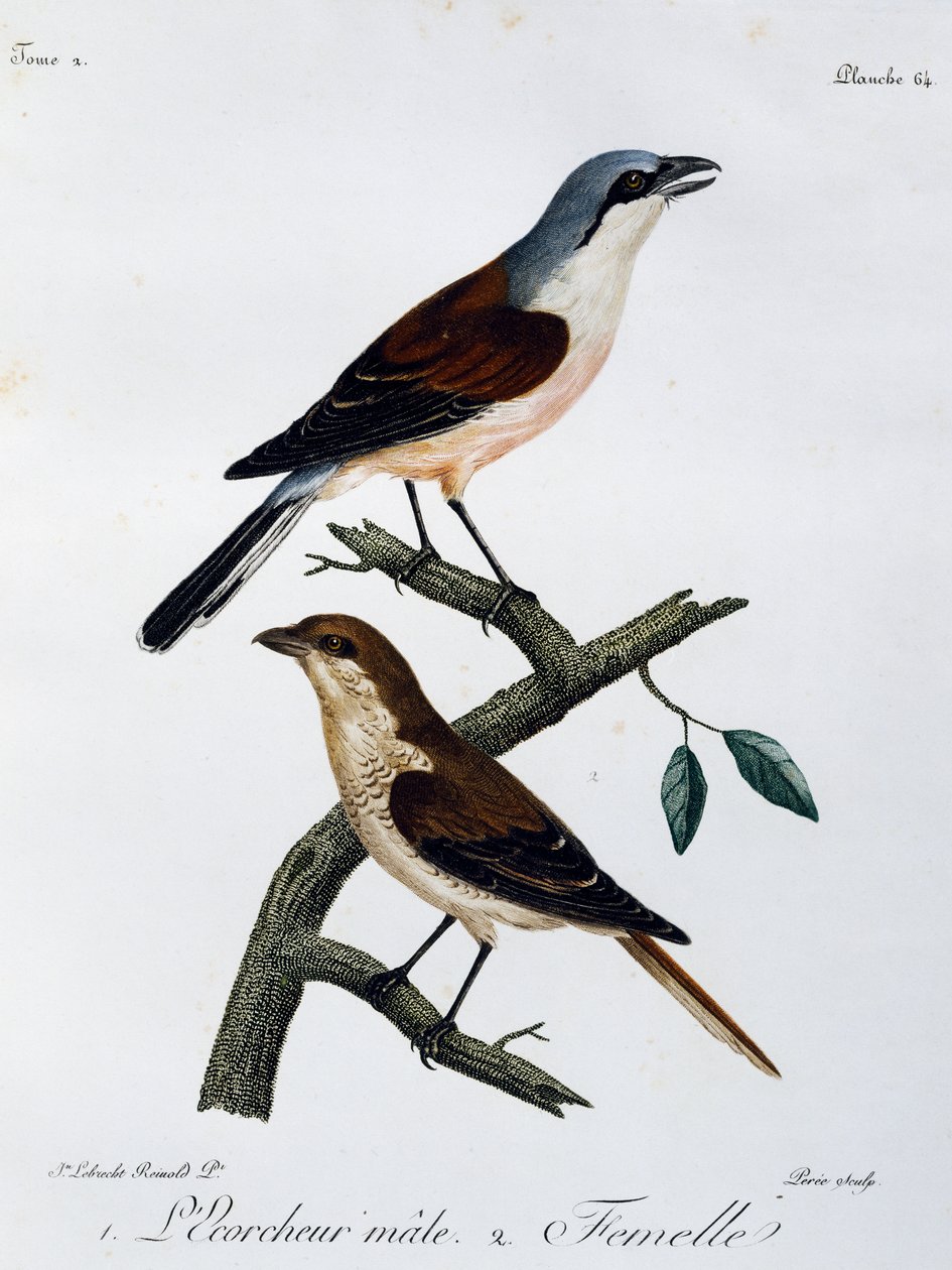 Pie-grièche écorcheur mâle et femelle, gravure de Histoire Naturelle des Oiseaux d