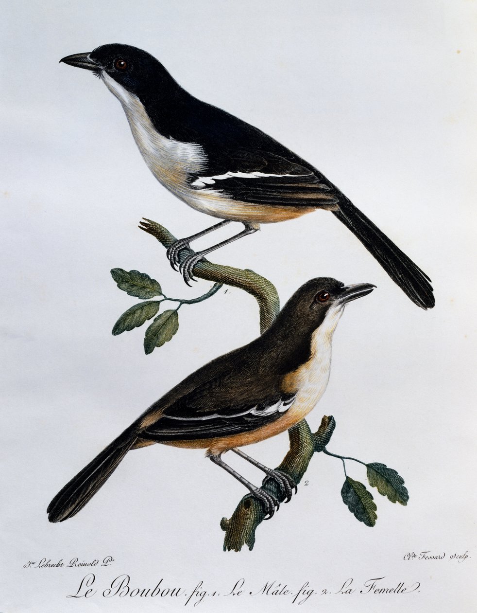 Boubou méridional mâle et femelle (Laniarius ferrugineus), gravure de Histoire Naturelle des Oiseaux d