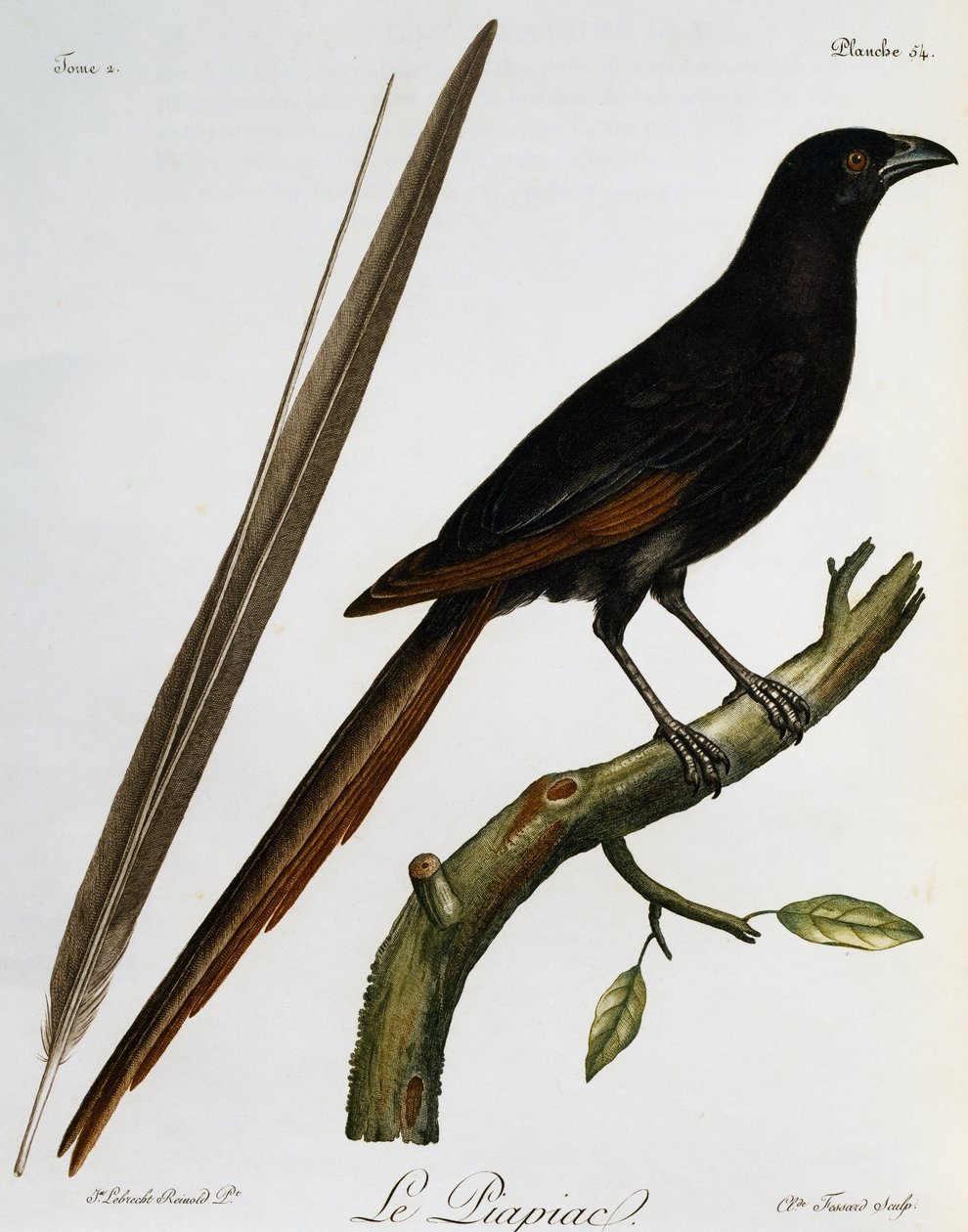 Piapiac (Ptilostomus afer), gravure de Histoire Naturelle des Oiseaux d