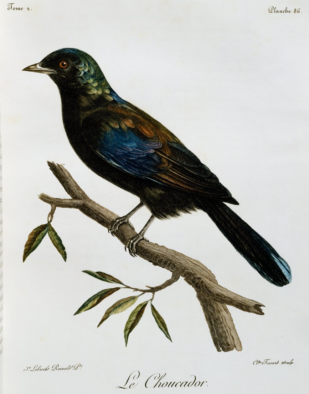 Choucador de Principe (Lamprotornis ornatus), gravure de Histoire Naturelle des Oiseaux d