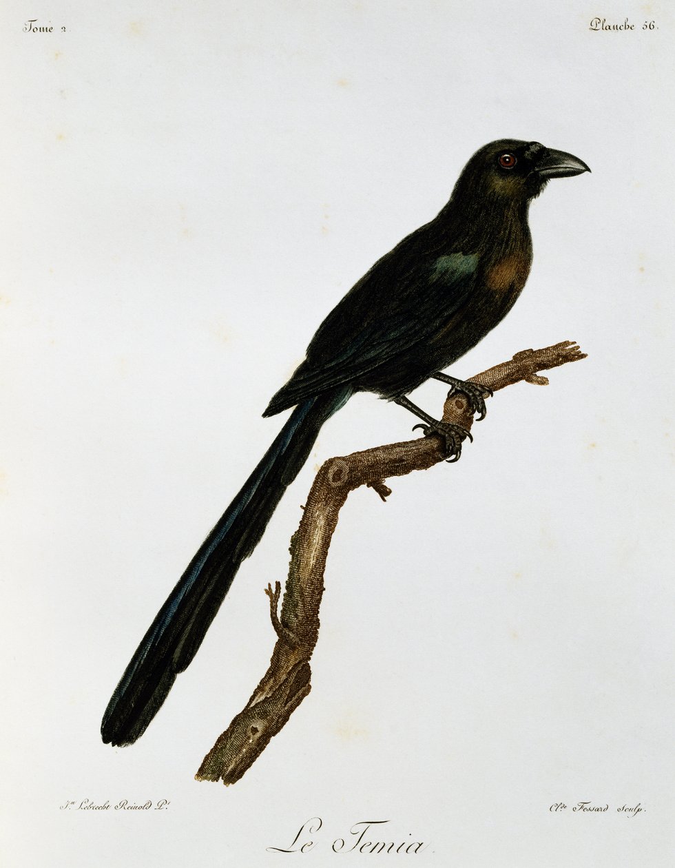 Pie-grièche à queue en raquette, gravure de Histoire Naturelle des Oiseaux d