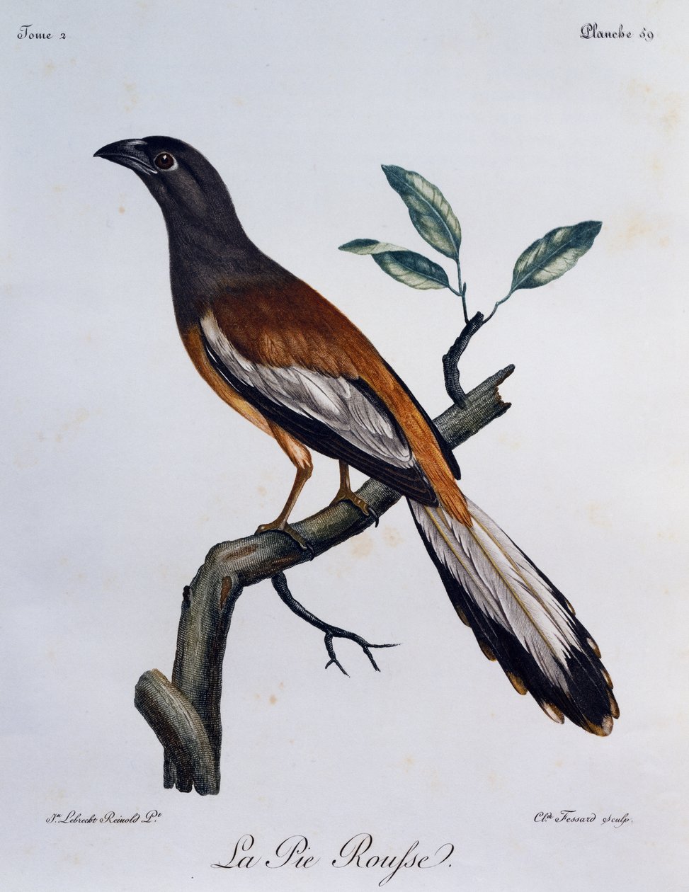 Pie-grièche vagabonde (Dendrocitta vagabunda), gravure de Histoire Naturelle des Oiseaux d