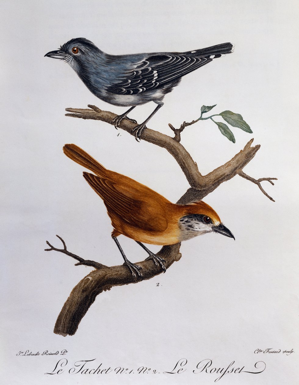 Tachet et, en dessous, Rousset, gravure de Histoire Naturelle des Oiseaux d