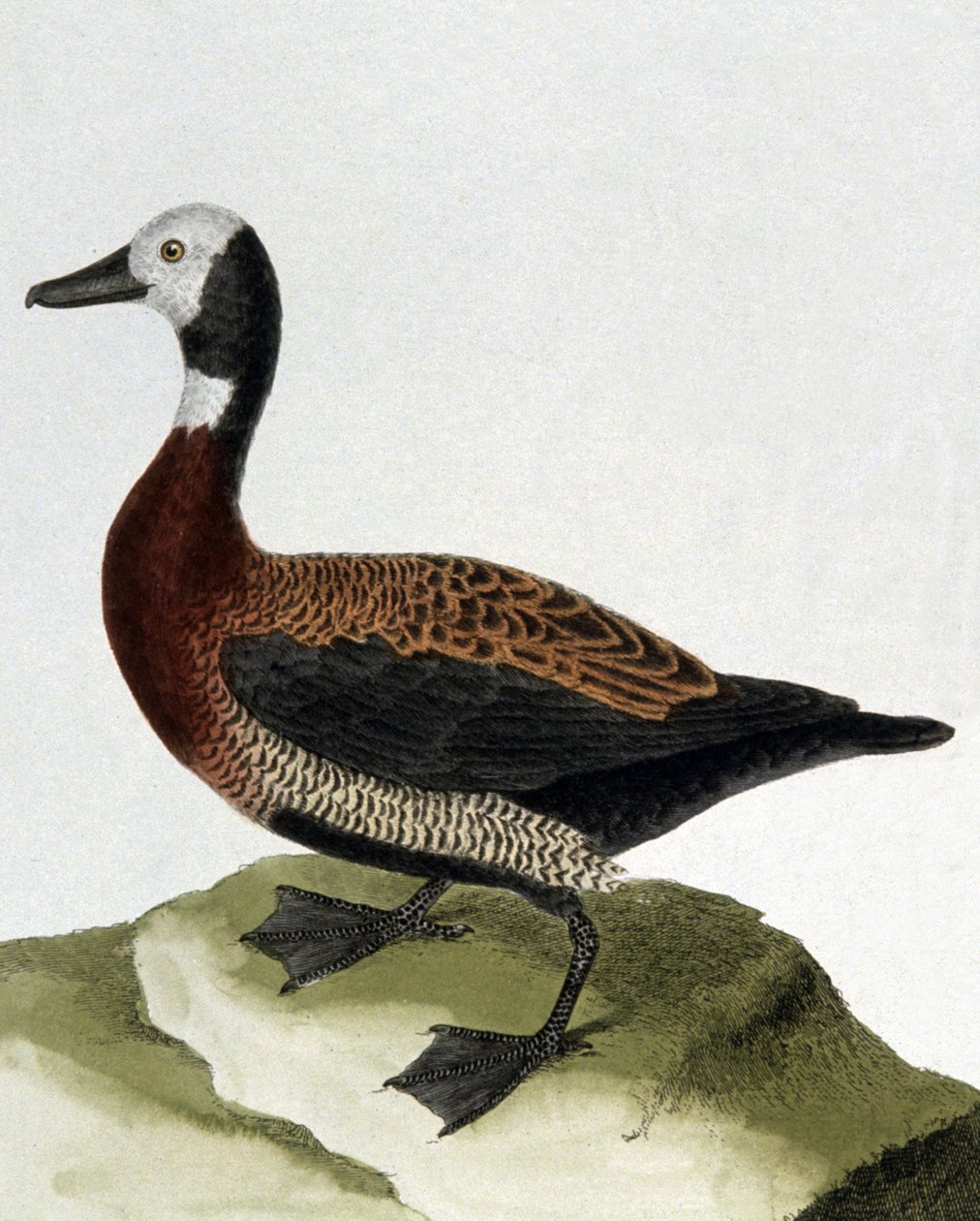 Canard de Maragnan - Francois Nicolas Martinet
