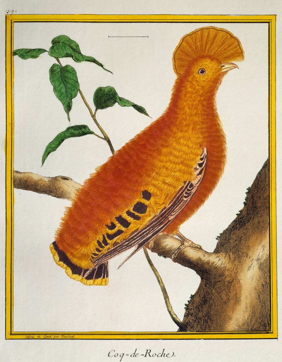 Coq-de-roche orange (Rupicola rupicola), de Histoire naturelle des oiseaux - Francois Nicolas Martinet