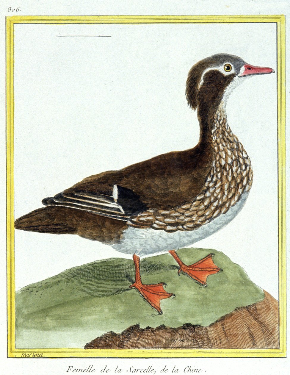 Science. Zoologie. Sarcelle de Chine. Gravure de François Nicolas Martinet dans : Histoire naturelle des oiseaux, par Georges Louis Leclerc de Buffon, France, vers 1777 - Francois Nicolas Martinet