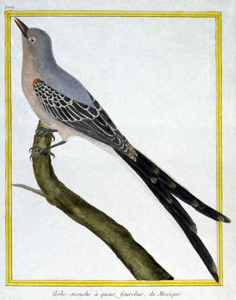 Science. Zoologie. Gobemouche du Mexique. Gravure par François Nicolas Martinet dans : Histoire naturelle des oiseaux, par Georges Louis Leclerc de Buffon, France, c.1777 - Francois Nicolas Martinet
