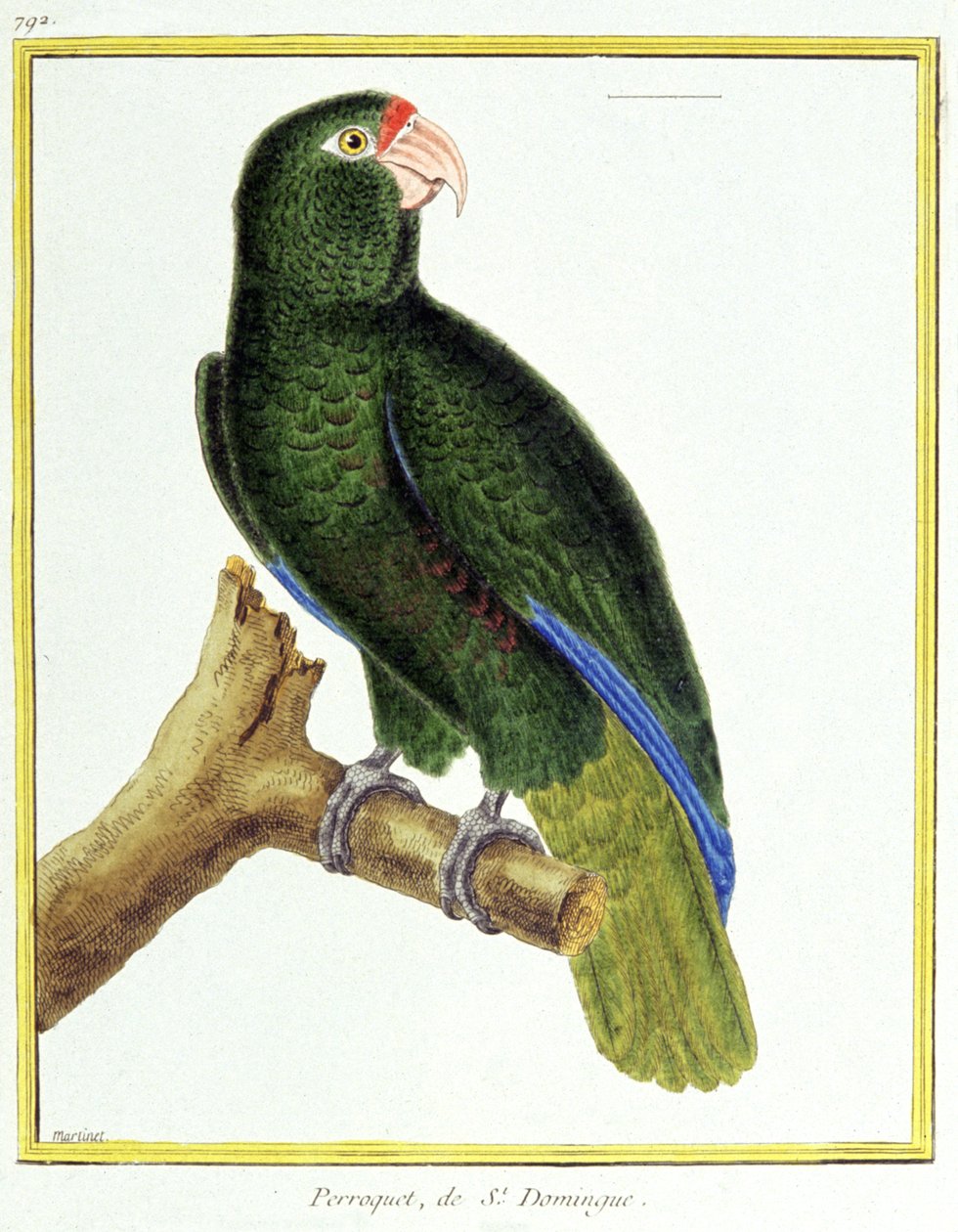 Science. Zoologie. Perroquet de Saint-Domingue. Gravure de François Nicolas Martinet dans : Histoire naturelle des oiseaux, par Georges Louis Leclerc de Buffon, France, vers 1777 (gravure en couleur) - Francois Nicolas Martinet