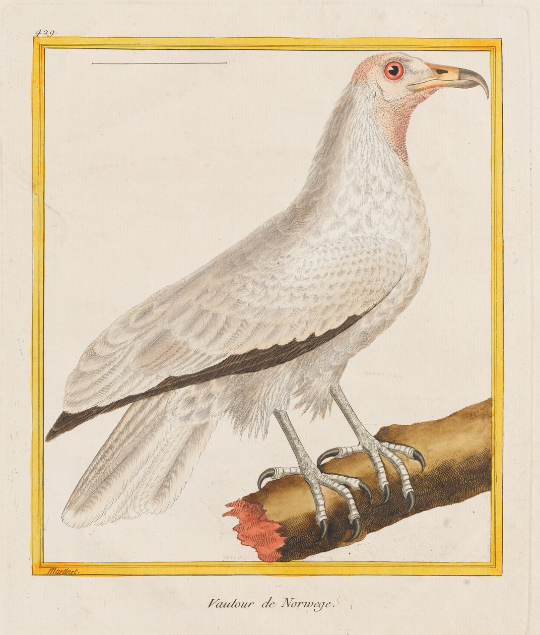 Vautour de Norwege,
1787 (Gravure coloriée à la main) - Francois Nicolas Martinet