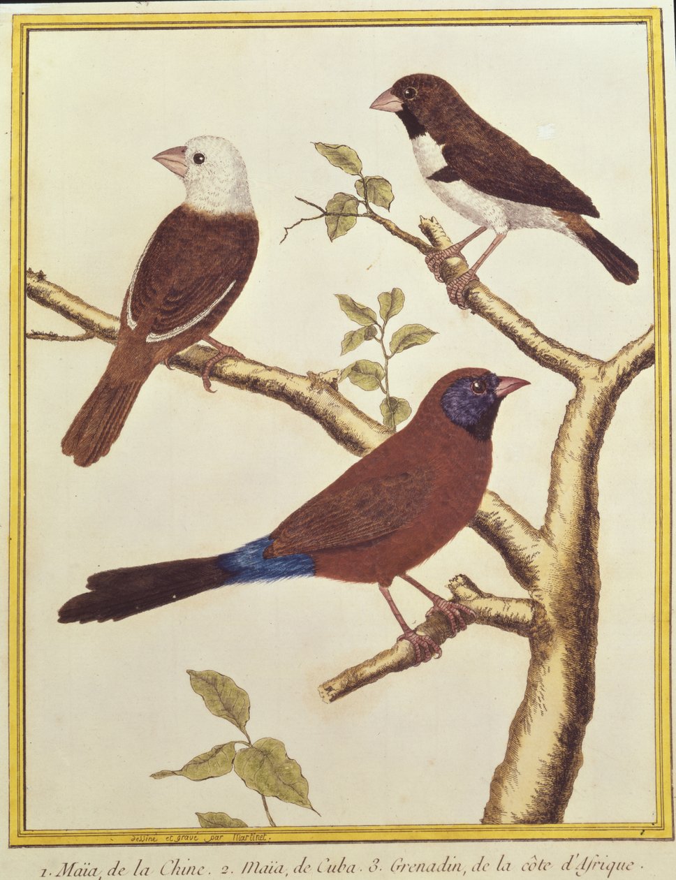 Munia à tête blanche, mangeur de graines doublement coloré et astrild à oreilles violettes - Francois Nicolas Martinet