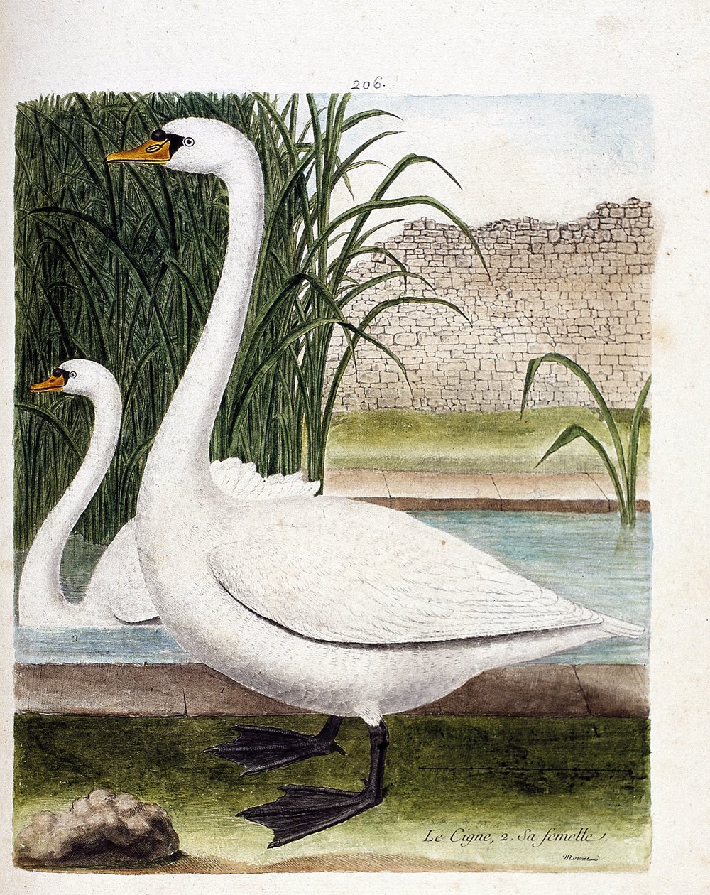 Planche zoologique (ornithologie) : devant : le cygne et derrière sa femelle (cygne tuberculé ou cygnus olor). Illustration dans « L
