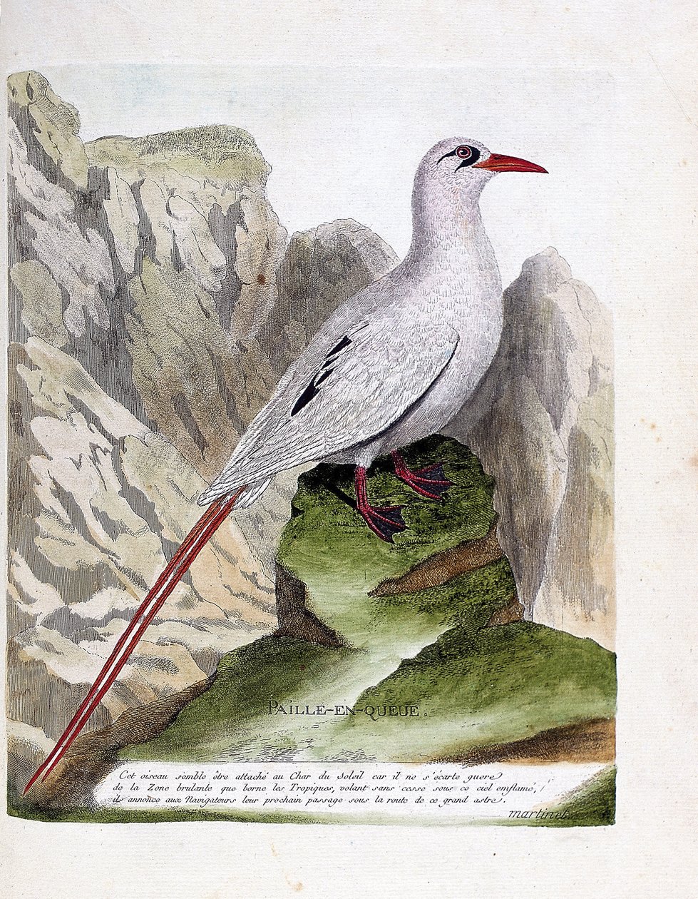 Planche zoologique (ornithologie) : paille-en-queue (phaéton à brins rouges ou rubricauda). Illustration dans « L