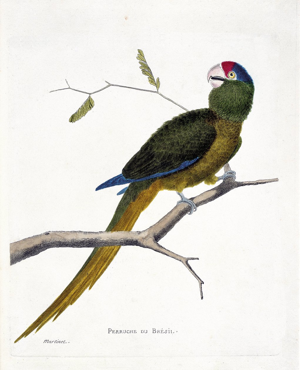 Planche zoologique (ornithologie) : Perruche brésilienne (conure à front rouge ou aratinga canicularis) sur une branche. Illustration dans « L