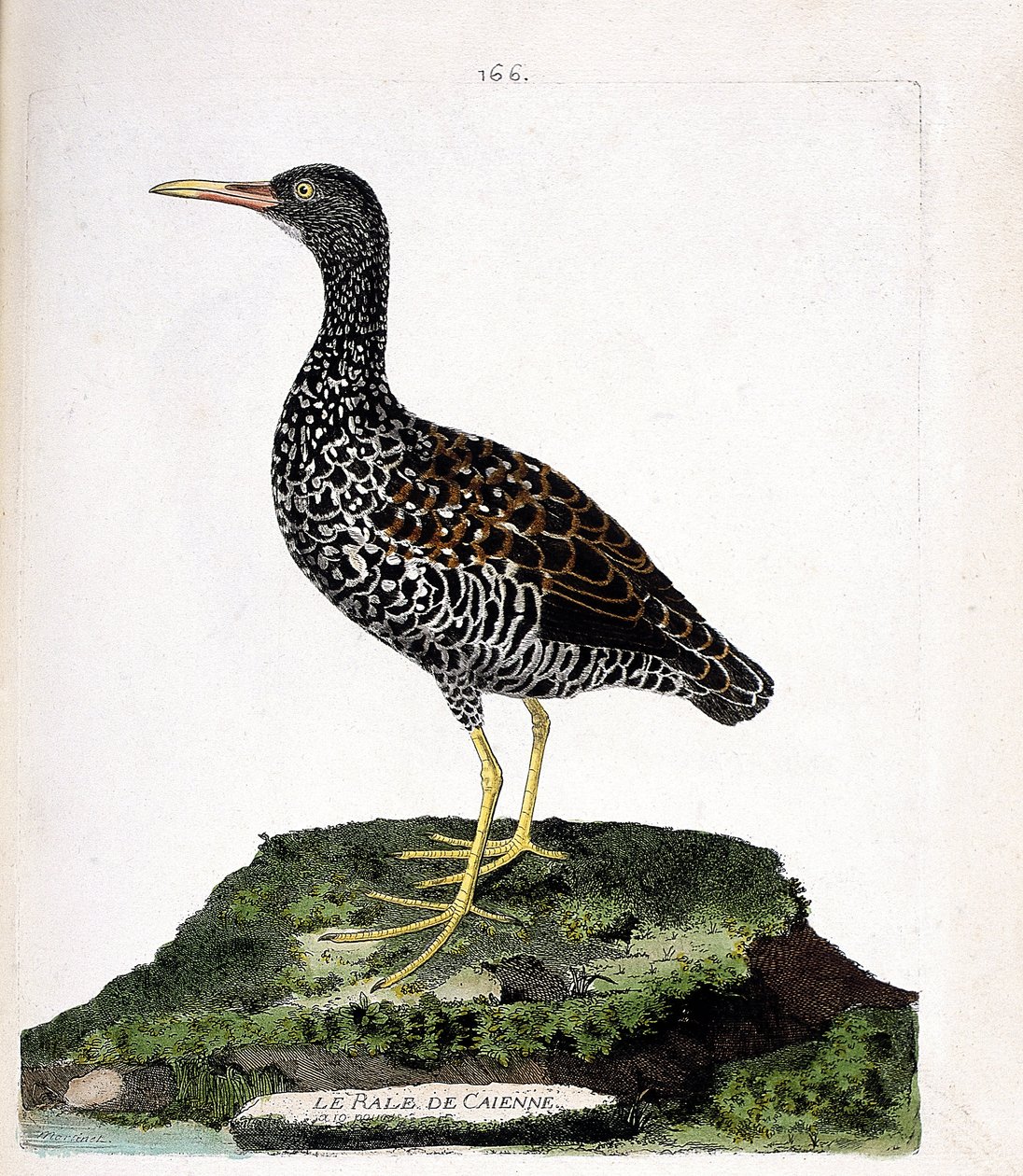 Carte zoologique (ornithologie) : râle de Cayenne (pardirallus maculatus). Illustration dans « L