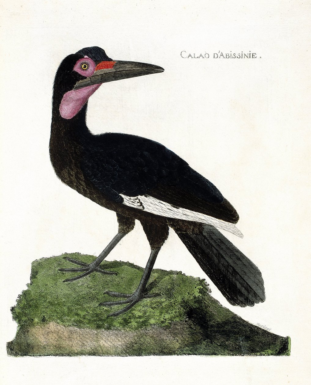 Planche zoologique (ornithologie) : Calao d