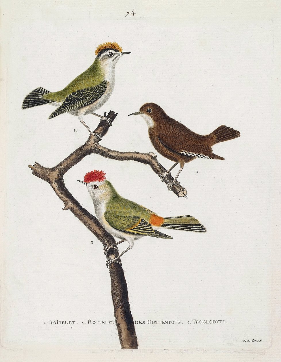 Planche zoologique (ornithologie). De haut en bas : roitelet (triple bandeau ou regulus ignicapilla), troglodyte (troglodyte mignon ou troglodytes troglodytes) et roitelet des hottentots (roitelet à couronne rubis) sur une branche. Illustration dans « L