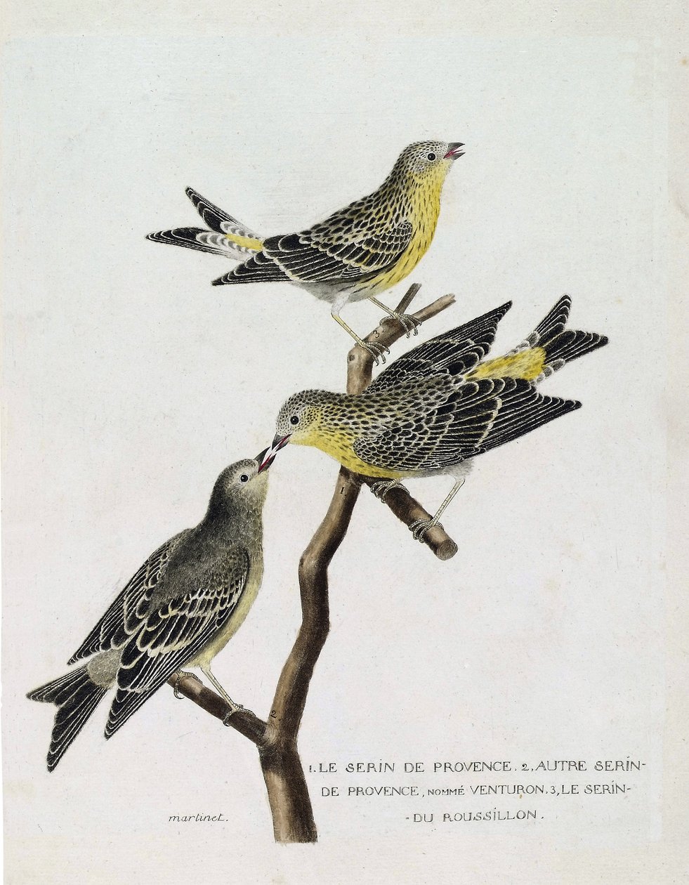 Planche zoologique (ornithologie) : de haut en bas : le serin du Roussillon (serinus serinus) sur une branche, le serin de Provence (serinus citrinella) et un autre serin de Provence. Illustration dans « L