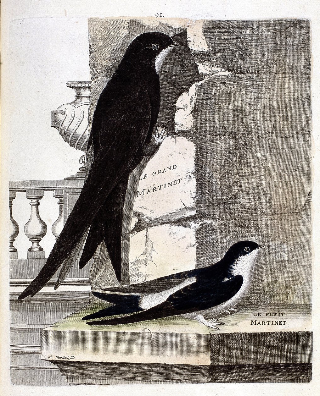 Planche zoologique (ornithologie) : grand martinet (apus apus) et petit martinet (delichon urbicum). Illustration dans « L