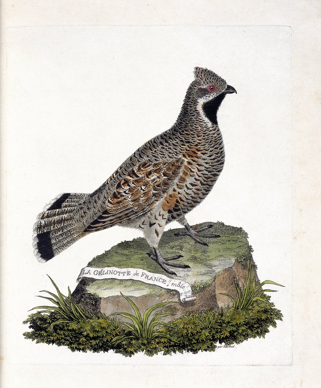 Planche zoologique (ornithologie) : La gelinotte de France mâle (gelinotte des bois ou bonasia bonasia). Illustration dans « L