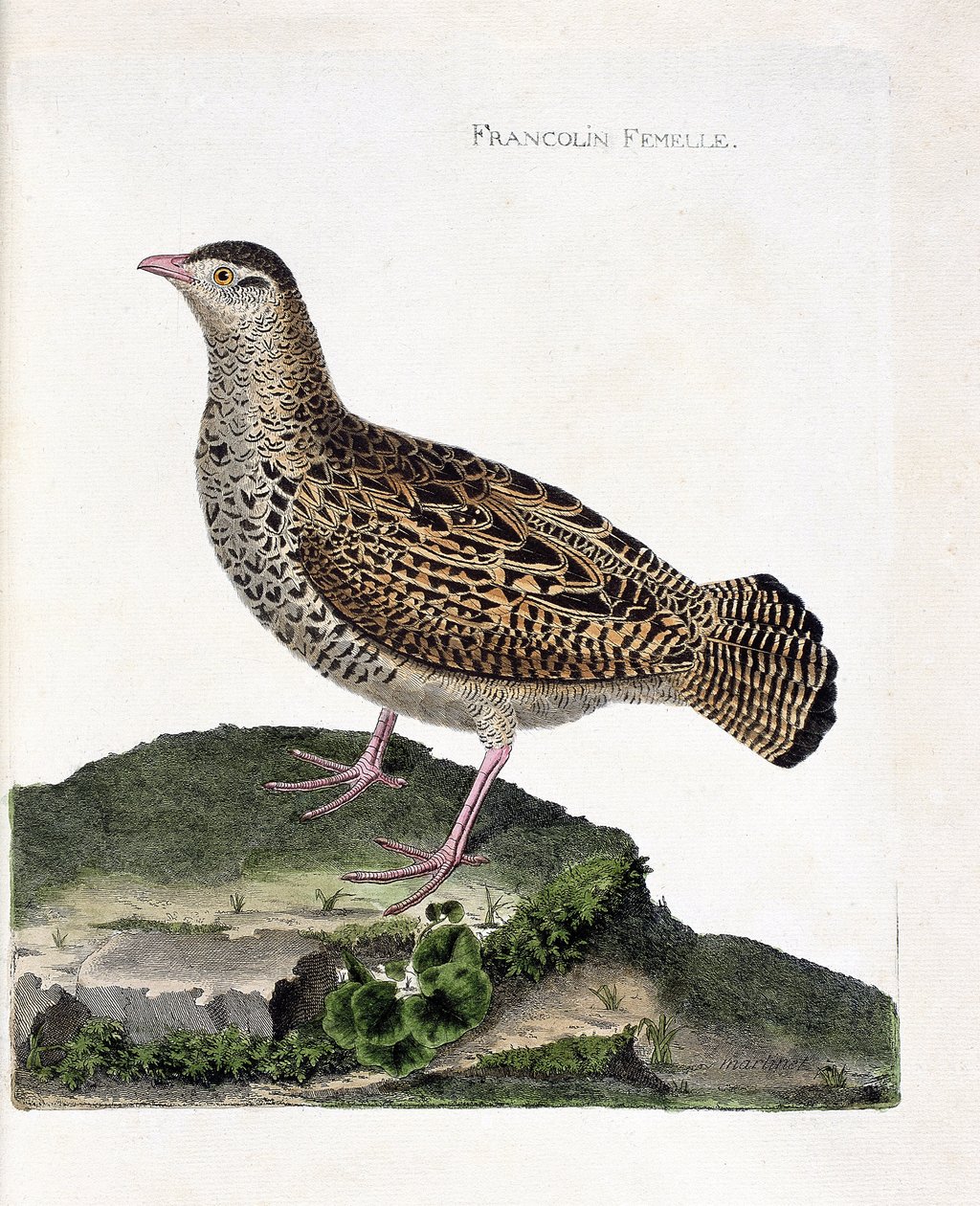 Planche zoologique (ornithologie) : la francoline femelle (francolin noir ou francolinus francolinus). Illustration dans « L