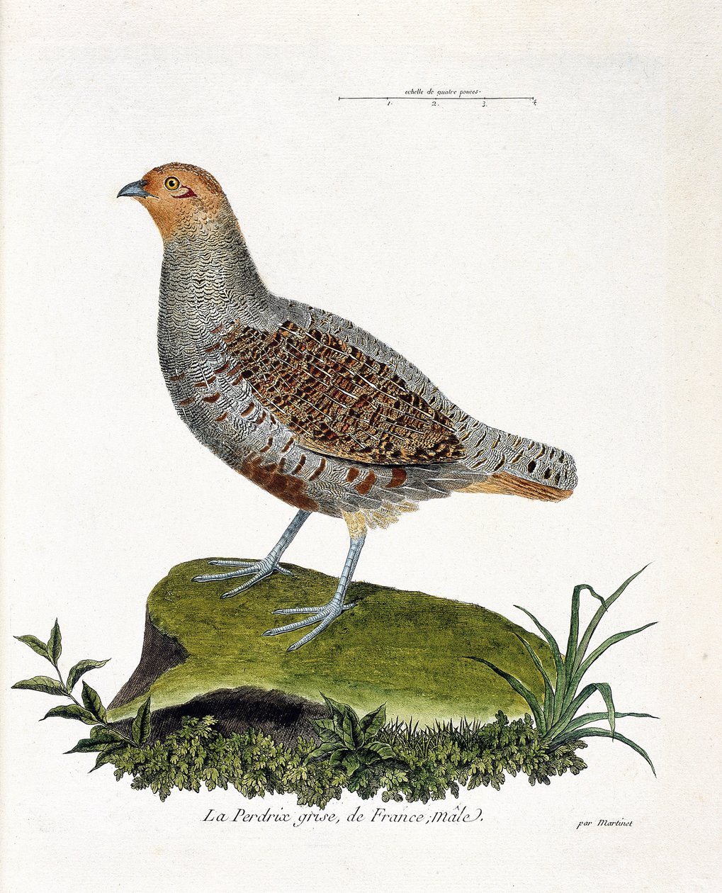 Planche zoologique (ornithologie) : la perdrix grise de France, mâle (perdrix grise ou perdrix). Illustration dans « L