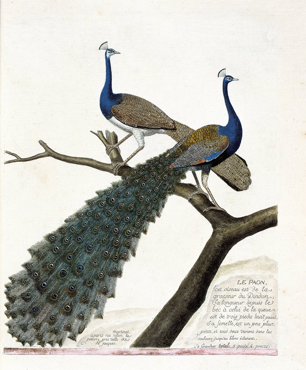 Planche zoologique (ornithologie) : Le paon (paon bleu ou pavo cristatus). Illustration dans « L
