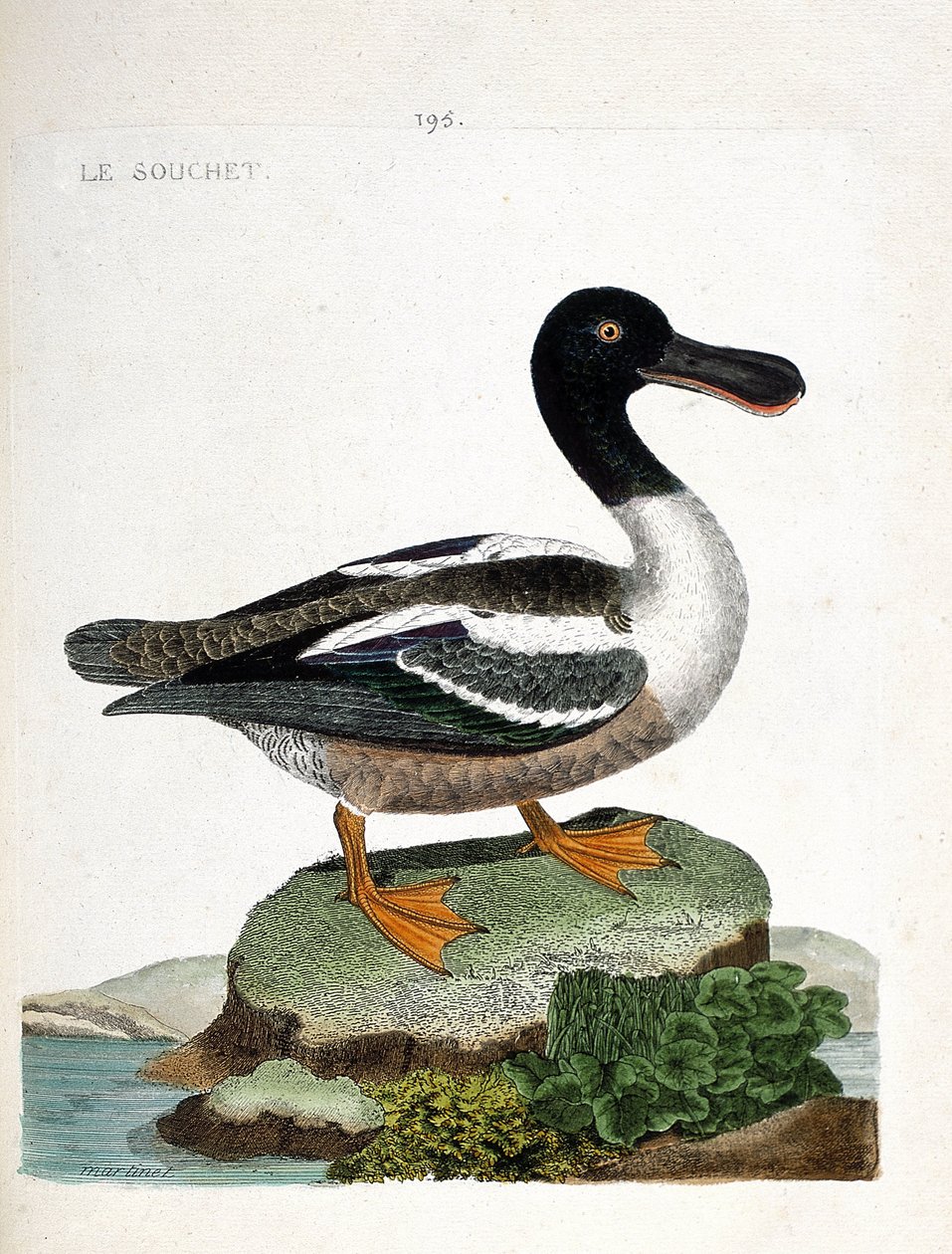 Planche zoologique (ornithologie) : canard souchet (anas clypeata). Illustration dans « L