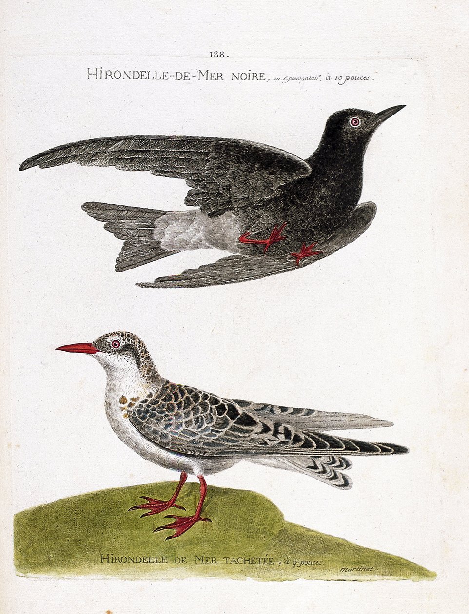 Tableau zoologique (ornithologie) : hirondelle de mer noire (chlidonias niger) en vol et hirondelle de mer tachetée (chlidonias hybrida). Illustration dans « L
