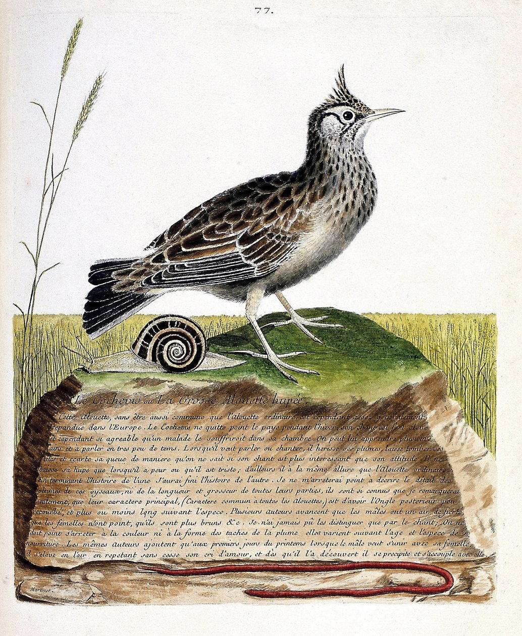 Planche zoologique (ornithologie) : cochevis huppé (Galerida cristata). Illustration dans « L