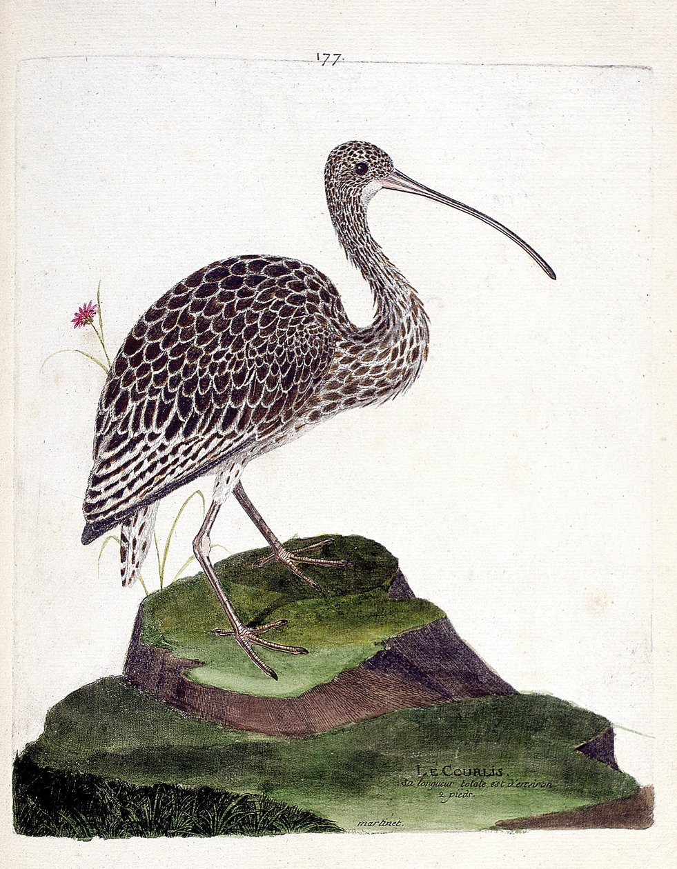 Planche zoologique (ornithologie) : Courlis (courlis cendré ou numenius arquata). Illustration dans « L