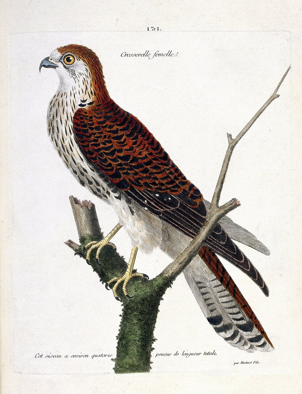Carte zoologique (ornithologie) : crécerelle femelle (faucon crécerelle ou falco tinnunculus) sur une branche. Illustration dans « L