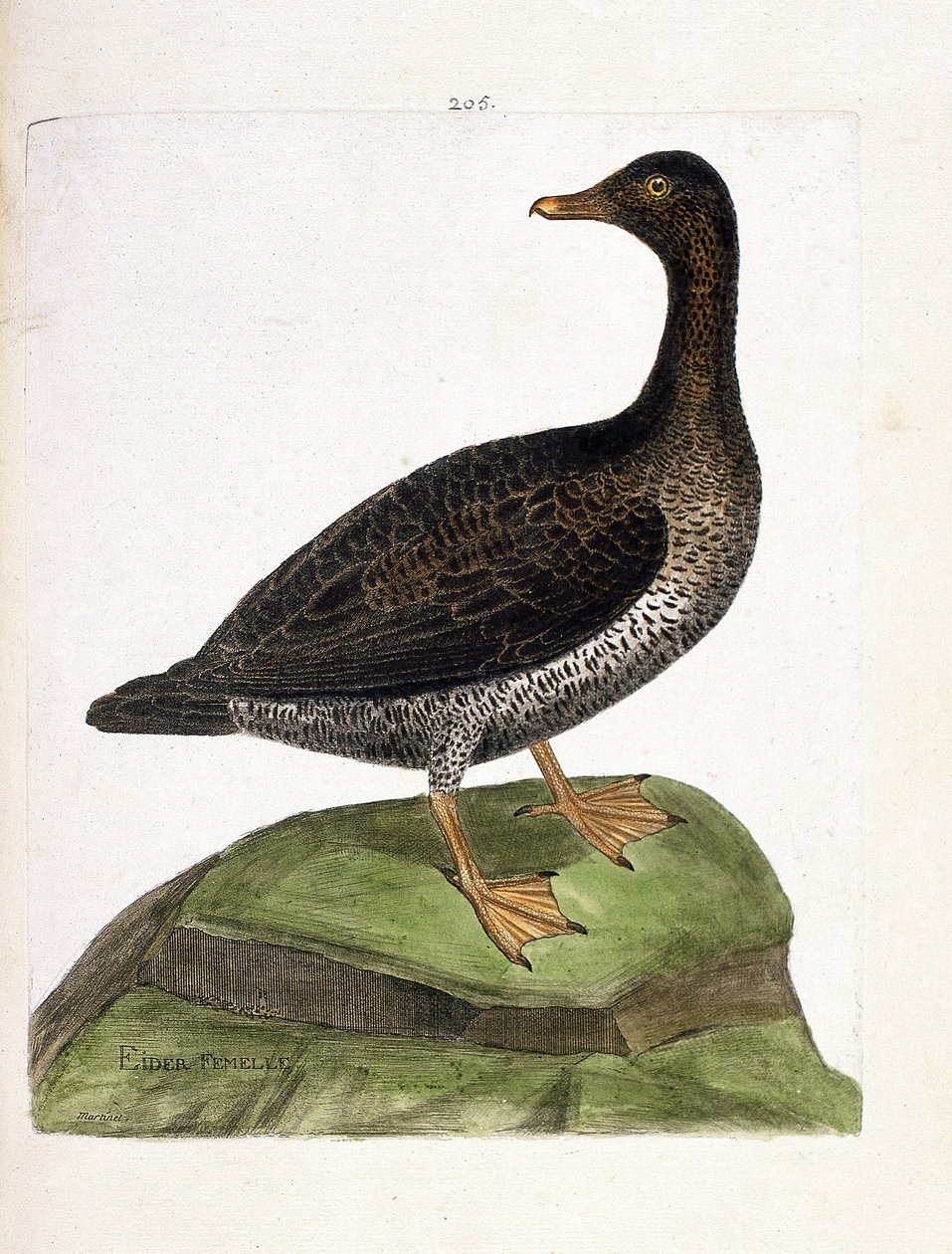 Carte zoologique (ornithologie) : eider à duvet (somateria mollissima). Illustration dans « L