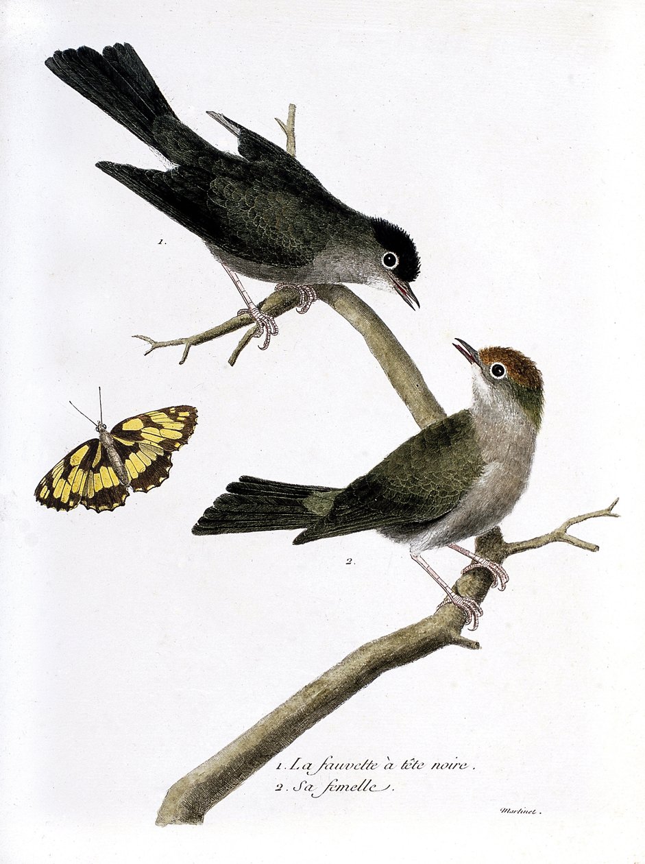 Carte zoologique (ornithologie) : de haut en bas : le faucon à tête noire et sa femelle (Sylvia atricapilla) sur une branche. Illustration dans « L